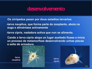 desenvolvemento
Os cirrípedos pasan por dous estadios larvarios:
-larva nauplius, que forma parte do zooplanto, aboia na
 auga e aliméntase activamente
-larva cipris, nadadora activa que non se alimenta.
Cando a larva cipris atopa un lugar axeitado fíxase e inicia
un proceso de metamorfose desenvolvendo unhas placas
a xeito de armadura.



      larva
                                   larva
   nauplius
                                   cipris
 