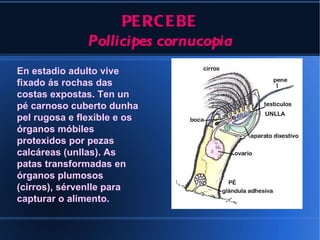PE RC E BE
               Pollicipes cornucopia
En estadio adulto vive
fixado ás rochas das
costas expostas. Ten un
pé carnoso cuberto dunha
pel rugosa e flexible e os
órganos móbiles
protexidos por pezas
calcáreas (unllas). As
patas transformadas en
órganos plumosos
(cirros), sérvenlle para
capturar o alimento.
 