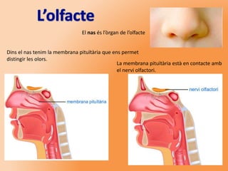 El nas és l’òrgan de l’olfacte
Dins el nas tenim la membrana pituïtària que ens permet
distingir les olors.
La membrana pituïtària està en contacte amb
el nervi olfactori.
 