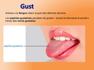 Gràcies a la llengua notem el gust dels diferents aliments.
Les papil•les gustatives perceben els gustos i envien la informació al cervell a
través dels nervis gustatius.
 