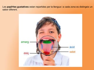 Les papil•les gustatives estan repartides per la llengua i a cada zona es distingeix un
sabor diferent.
 
