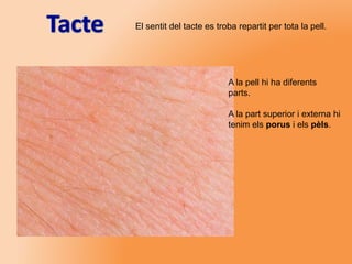 El sentit del tacte es troba repartit per tota la pell.
A la pell hi ha diferents
parts.
A la part superior i externa hi
tenim els porus i els pèls.
 