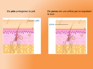 Els pèls protegeixen la pell. Els porus són uns orificis per on expulsem
la suor
 