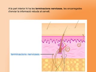 A la part interior hi ha les terminacions nervioses, les encarregades
d’enviar la informació rebuda al cervell.
 