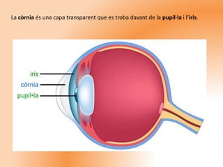 La còrnia és una capa transparent que es troba davant de la pupil·la i l’iris.
 
