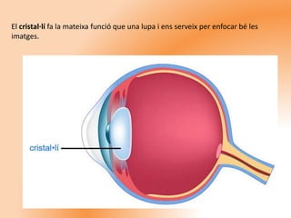 El cristal·lí fa la mateixa funció que una lupa i ens serveix per enfocar bé les
imatges.
 
