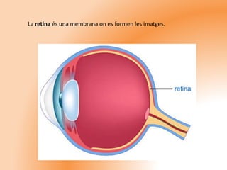 La retina és una membrana on es formen les imatges.
 
