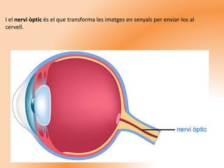 I el nervi òptic és el que transforma les imatges en senyals per enviar-los al
cervell.
 