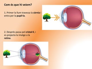 1. Primer la llum travessa la còrnia i
entra per la pupil·la.
Com és que hi veiem?
2. Després passa pel cristal·lí, i
es projecta la imatge a la
retina.
 