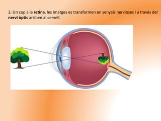 3. Un cop a la retina, les imatges es transformen en senyals nervioses i a través del
nervi òptic arriben al cervell.
 