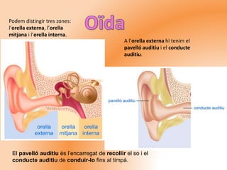 Podem distingir tres zones:
l’orella externa, l’orella
mitjana i l’orella interna.
A l’orella externa hi tenim el
pavelló auditiu i el conducte
auditiu.
El pavelló auditiu és l’encarregat de recollir el so i el
conducte auditiu de conduir-lo fins al timpà.
 