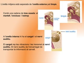 L’orella mitjana està separada de l’orella externa pel timpà.
Conté una cadena de tres ossets: el
martell, l’enclusa i l’estrep
A l’orella interna hi ha el cargol i el nervi
auditiu.
El cargol rep les vibracions i les transmet al nervi
auditiu. El nervi auditiu és l’encarregat de
transportar la informació al cervell.
 