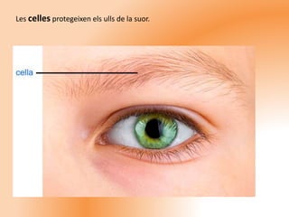 Les celles protegeixen els ulls de la suor.
 
