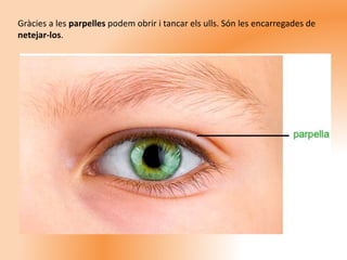 Gràcies a les parpelles podem obrir i tancar els ulls. Són les encarregades de
netejar-los.
 