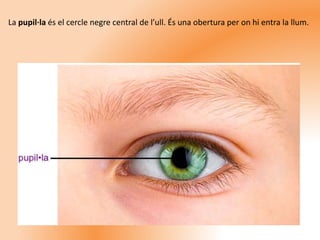La pupil·la és el cercle negre central de l’ull. És una obertura per on hi entra la llum.
 