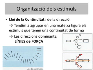 Organització dels estímuls
• Llei de la Continuïtat i de la direcció:
   Tendim a agrupar en una mateixa figura els
  estímuls que tenen una continuïtat de forma
   Les direccions dominants:
      LÍNIES de FORÇA
 