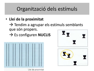 Organització dels estímuls
• Llei de la proximitat
   Tendim a agrupar els estímuls semblants
  que són propers.
   Es configuren NUCLIS
 