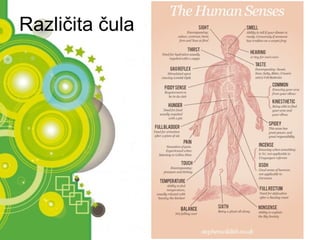 Različita čula 
Powerpoint Templates Page 8 
 