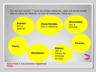 Subunidad 2: Los procesos cognitivos.  Olfato Se cree que existen 7 tipos de células olfatorias, cada una de las cuales sólo es capaz de detectar un tipo de moléculas, éstas son: Alacanforado:  olor a naftalina . Almizclado:  olor a almizcle. Etéreo:  olor a fluidos de limpieza  en seco . Mentolado. Picante. Floral. Pútrido : olor a podrido. 