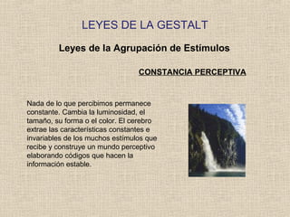 LEYES DE LA GESTALT
Leyes de la Agrupación de Estímulos
CONSTANCIA PERCEPTIVA
Nada de lo que percibimos permanece
constante. Cambia la luminosidad, el
tamaño, su forma o el color. El cerebro
extrae las características constantes e
invariables de los muchos estímulos que
recibe y construye un mundo perceptivo
elaborando códigos que hacen la
información estable.
 