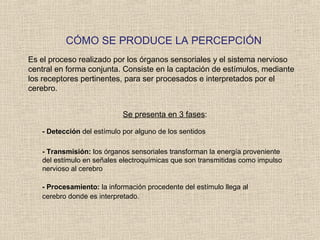 CÓMO SE PRODUCE LA PERCEPCIÓN
Es el proceso realizado por los órganos sensoriales y el sistema nervioso
central en forma conjunta. Consiste en la captación de estímulos, mediante
los receptores pertinentes, para ser procesados e interpretados por el
cerebro.
Se presenta en 3 fases:
- Detección del estímulo por alguno de los sentidos
- Transmisión: los órganos sensoriales transforman la energía proveniente
del estímulo en señales electroquímicas que son transmitidas como impulso
nervioso al cerebro
- Procesamiento: la información procedente del estímulo llega al
cerebro donde es interpretado.
 