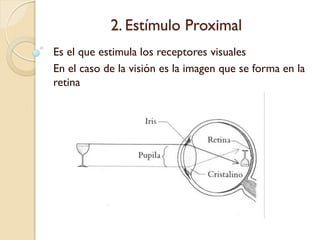 1. Estímulo Proximal
 