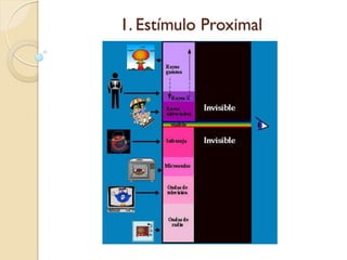 1. Estímulo Proximal
 