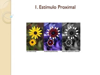 1. Estímulo Proximal
 
