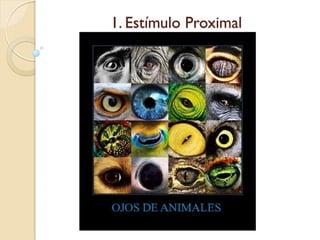 1. Estímulo Proximal
 