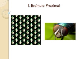 1. Estímulo Proximal
 