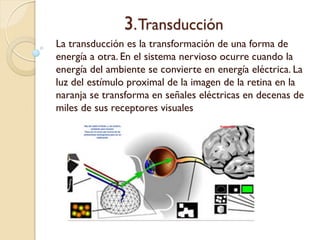 3. Transducción
La transducción es la transformación de una forma
de energía a otra. En el sistema nervioso ocurre
cuando la energía del ambiente se convierte en
energía eléctrica. La luz del estímulo proximal de la
imagen de la retina en la naranja se transforma en
señales eléctricas en decenas de miles de sus
receptores visuales
 