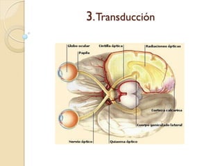 3. Transducción
 