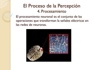 El Proceso de la Percepción
4. Procesamiento
El procesamiento neuronal es el conjunto de las
operaciones que transforman la señales
eléctricas en las redes de neuronas.
 