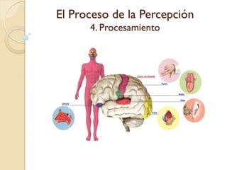El Proceso de la Percepción
4. Procesamiento
 