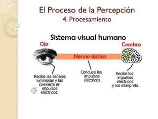 El Proceso de la Percepción
4. Procesamiento
 