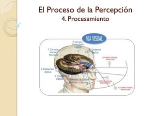 El Proceso de la Percepción
4. Procesamiento
 