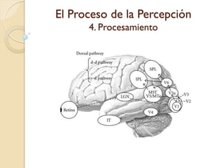 El Proceso de la Percepción
4. Procesamiento
 