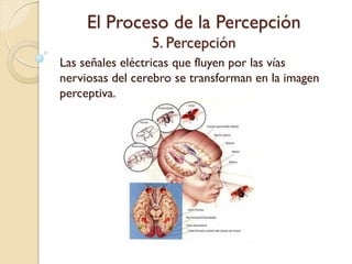 El Proceso de la Percepción
5. Percepción
Las señales eléctricas que fluyen por las vías
nerviosas del cerebro se transforman en la
imagen perceptiva.
 