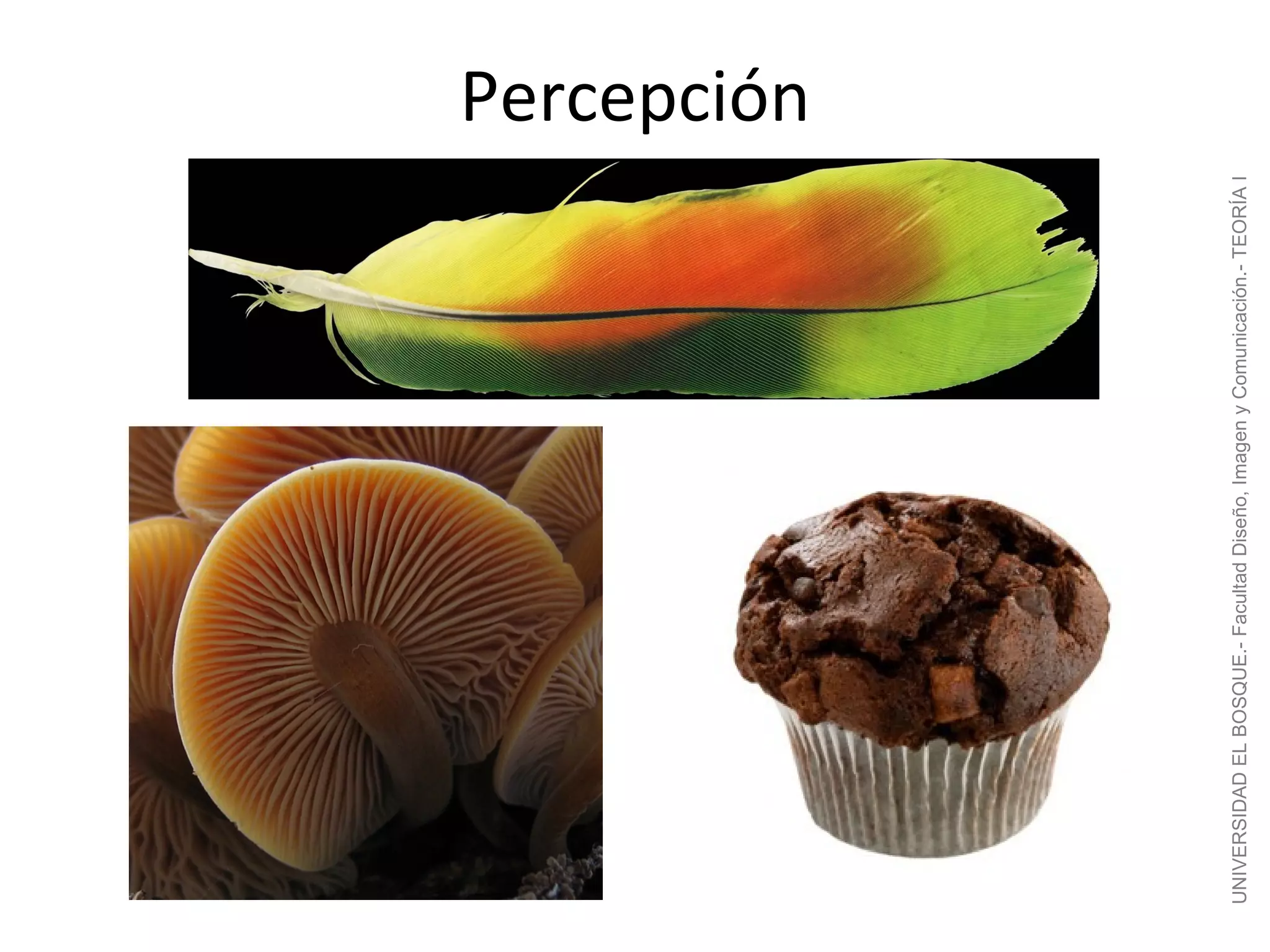 Percepción




UNIVERSIDAD EL BOSQUE.- Facultad Diseño, Imagen y Comunicación.- TEORÍA I
 