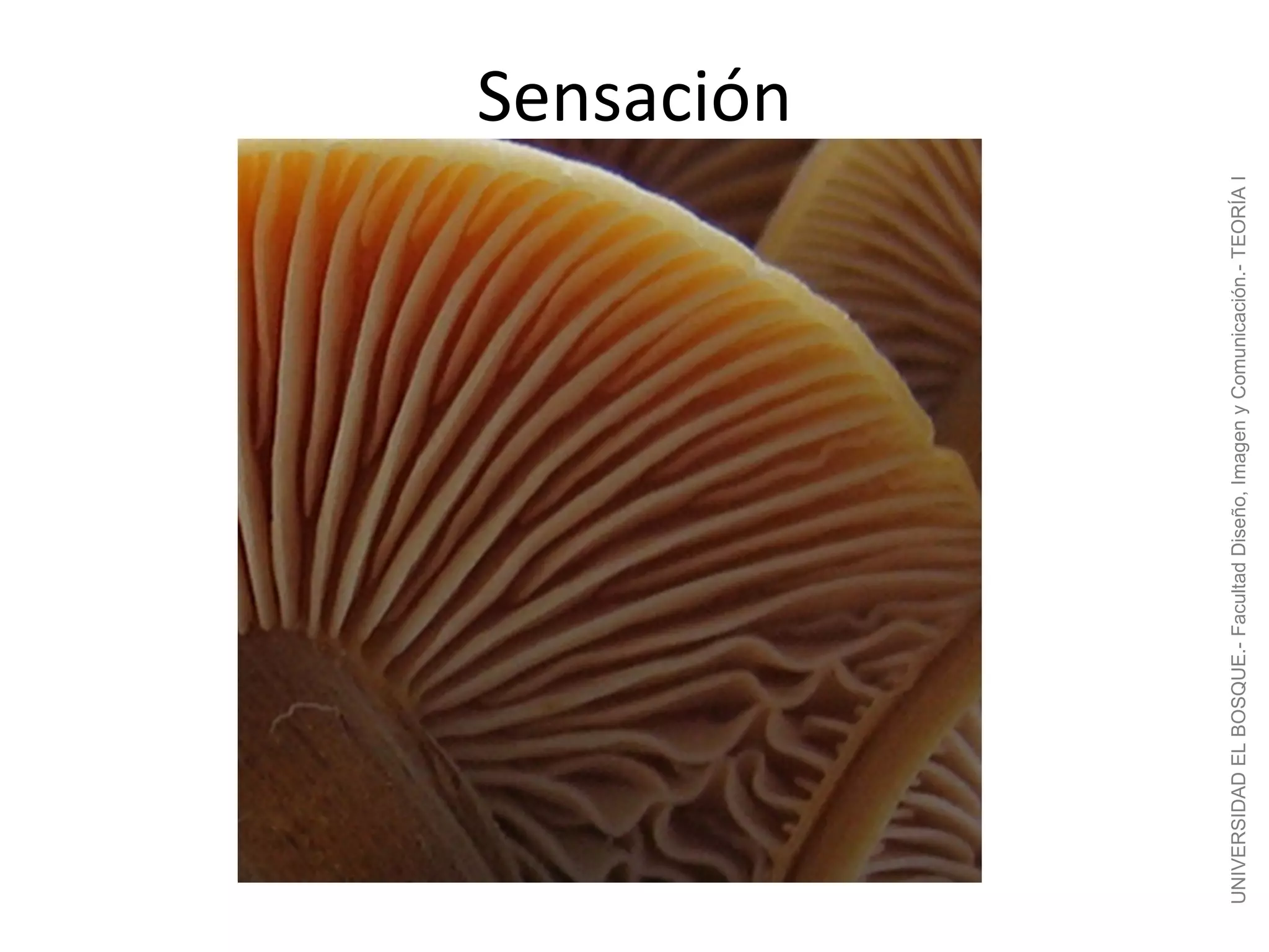 Sensación




UNIVERSIDAD EL BOSQUE.- Facultad Diseño, Imagen y Comunicación.- TEORÍA I
 