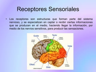 Receptores Sensoriales
• Los receptores son estructuras que forman parte del sistema
nervioso, y se especializan en captar o recibir ciertas informaciones
que se producen en el medio, haciendo llegar la información, por
medio de los nervios sensitivos, para producir las sensaciones.
 