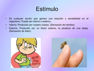 Estímulo
• Es cualquier acción que genera una reacción y sensibilidad en el
organismo. Puede ser interno o externo.
• Interno: Producido por nuestro cuerpo. (Sensación de hambre).
• Externo: Producido por un factor externo, la picadura de una abeja.
(Sensación de dolor).
 