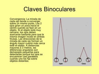 Claves Binoculares Convergencia: La mirada de cada ojo tiende a converger sobre un mismo punto.  Los 2 ojos giran un poco hacia el centro cuando se fijan en un objeto. Si el objeto está muy cercano, los ojos deben acercarse bastante para que la misma imagen incida en ambas fóveas.  Las direcciones de la mirada de cada ojo forman un ángulo mayor cuanto más cerca esté el objeto.  A distancias mayores a 3 metros, las diferencias angulares son demasiado pequeñas para detectarlas porque los ojos se encuentran casi paralelos cuando uno los fija sobre objetos distantes. 