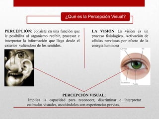 ¿Qué es la Percepción Visual?


PERCEPCIÓN: consiste en una función que          LA VISIÓN La visión es un
le posibilita al organismo recibir, procesar e   proceso fisiológico. Activación de
interpretar la información que llega desde el    células nerviosas por efecto de la
exterior valiéndose de los sentidos.             energía luminosa




                                   PERCEPCIÓN VISUAL:
              Implica la capacidad para reconocer, discriminar e interpretar
             estímulos visuales, asociándolos con experiencias previas.
 