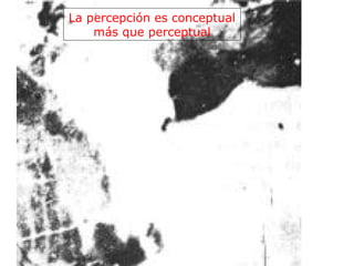 La percepción es conceptual
    más que perceptual
 