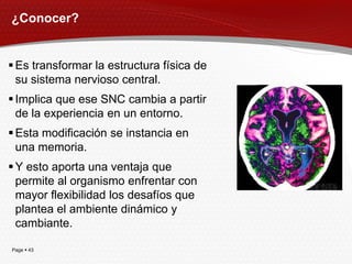¿Conocer?


 Es transformar la estructura física de
  su sistema nervioso central.
 Implica que ese SNC cambia a partir
  de la experiencia en un entorno.
 Esta modificación se instancia en
  una memoria.
 Y esto aporta una ventaja que
  permite al organismo enfrentar con
  mayor flexibilidad los desafíos que
  plantea el ambiente dinámico y
  cambiante.

Page  43
 