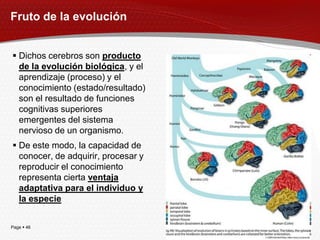 Fruto de la evolución


 Dichos cerebros son producto
  de la evolución biológica, y el
  aprendizaje (proceso) y el
  conocimiento (estado/resultado)
  son el resultado de funciones
  cognitivas superiores
  emergentes del sistema
  nervioso de un organismo.
 De este modo, la capacidad de
  conocer, de adquirir, procesar y
  reproducir el conocimiento
  representa cierta ventaja
  adaptativa para el individuo y
  la especie


Page  46
 