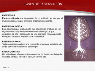 FASES DE LA SENSACIÓN


FASE FÍSICA.
Está constituida por la emisión de un estímulo ya sea por el
mundo exterior, ya por el mismo organismo sentiente.

FASE FISIOLÓGICA
Está originada por la alteración que el estímulo produce en un
órgano sensorial y los fenómenos neurofisiológicos que
derivados de ella -producción de una corriente nerviosa desde
el órgano sensorial hasta la corteza cerebral.

FASE EMOCIONAL
Toda sensación produce una respuesta emocional asociada, de
ahise deriva la experiencia del cuerpo

FASE COGNITIVA
Constituida por el conocimiento como tal (el darse cuenta) de la
cualidad sentida, ya sea el color, el sonido, etc.



 Page  54
 