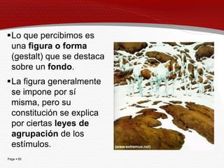 Lo que percibimos es
 una figura o forma
 (gestalt) que se destaca
 sobre un fondo.
La figura generalmente
 se impone por sí
 misma, pero su
 constitución se explica
 por ciertas leyes de
 agrupación de los
 estímulos.
Page  85
 