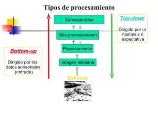 Tipos de procesamiento Concepto-Idea Más procesamiento Procesamiento Imagen retiniana Estímulo Bottom-up Dirigido por los  datos sensoriales (entrada) Top-down Dirigido por la hipótesis o expectativa 